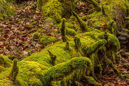 photo of tree branch full of moss thumbnail