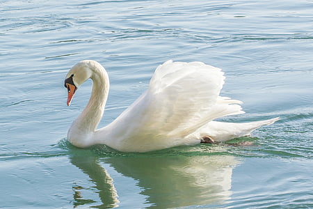 white swan on body of water thumbnail