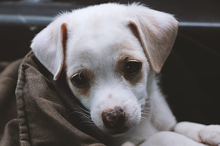 Closeup Photo Of Short-coated White Puppy thumbnail