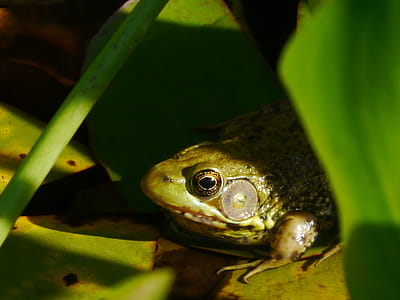 A northern green frog peeping out from behind water lily leaves in a lily pad. thumbnail
