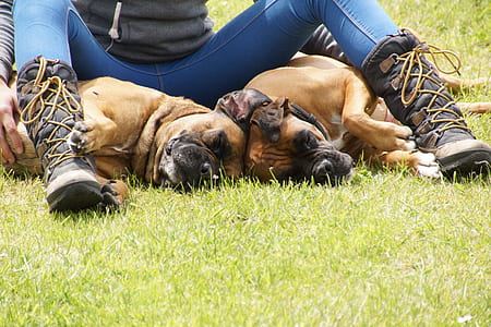 person with two adult tan boxer dogs lying on grass thumbnail