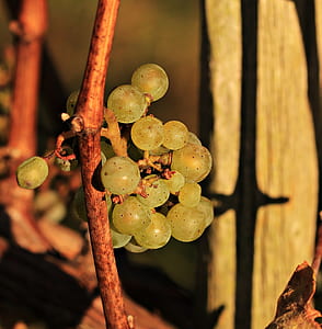 green grapes in focus photo thumbnail