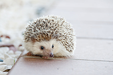 brown hedgehog on brown surface thumbnail