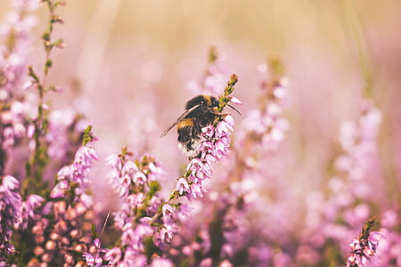 honeybee on pink petaled flowers thumbnail