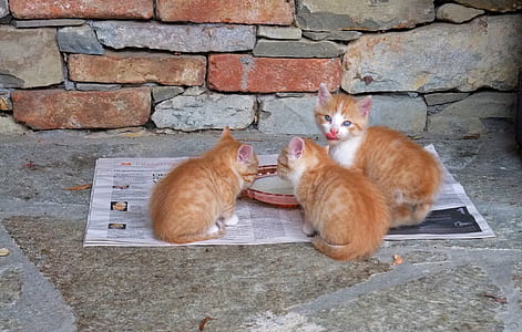three orange tabby cats on neewspaper thumbnail