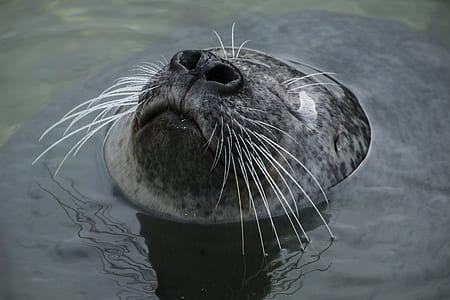 closeup photo of seal underwater thumbnail