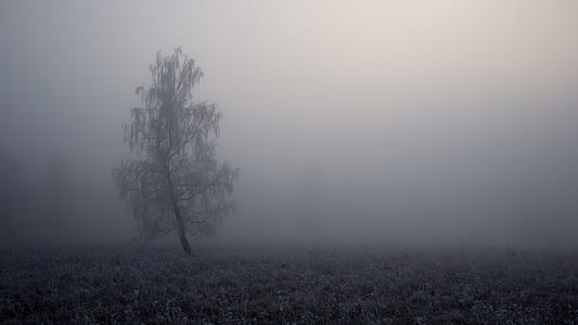 tree covered with fog thumbnail