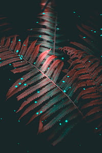 pink fern plant thumbnail