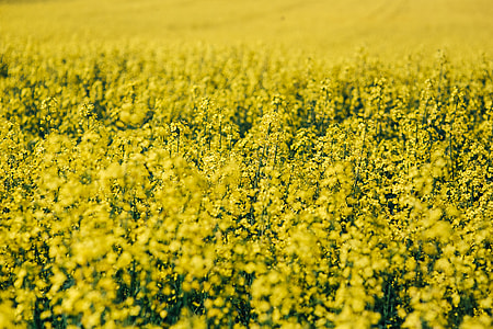 Rape field on a sunny day thumbnail