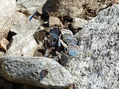 Butterflies, Restharrow'S Blue thumbnail