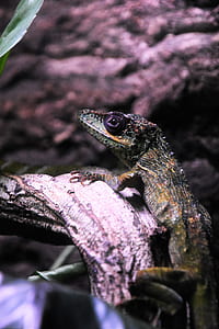 closeup photo of lizard on brown tree branch thumbnail