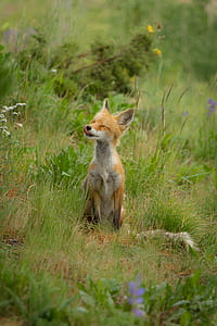 shallow focus photography of red fox thumbnail