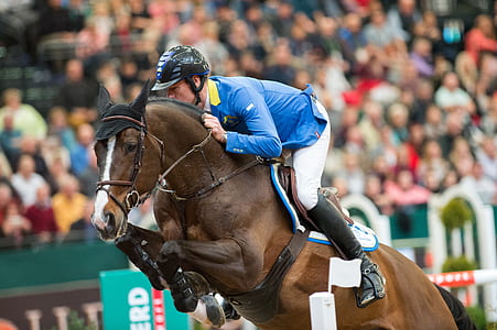 jockey riding brown horse thumbnail