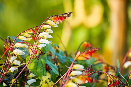 yellow and red petaled flowers thumbnail