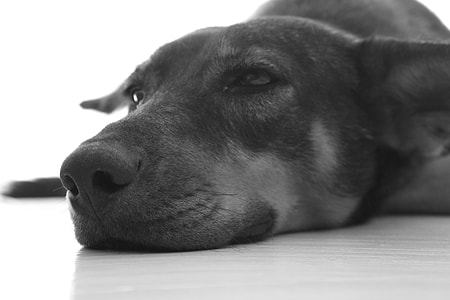 Dog, Animal thumbnail