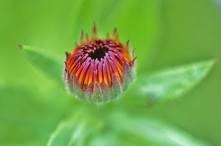 red flower closeup photo thumbnail