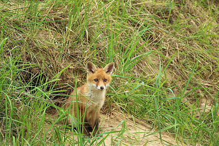 brown and white fox near green plants during day time thumbnail