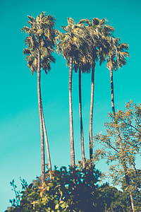 photo of coconut trees thumbnail