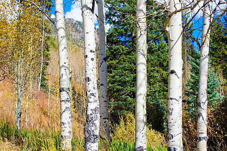 white tree trunks thumbnail