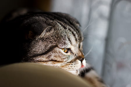 close-up photography of grey tabby cat thumbnail