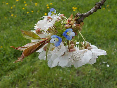 Spring Blossoms, Cherry Blossoms thumbnail