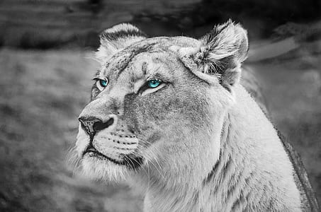 grayscale photo of tiger thumbnail