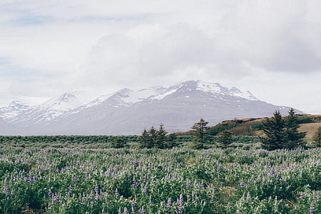 green grass field near snow-capped mountain thumbnail