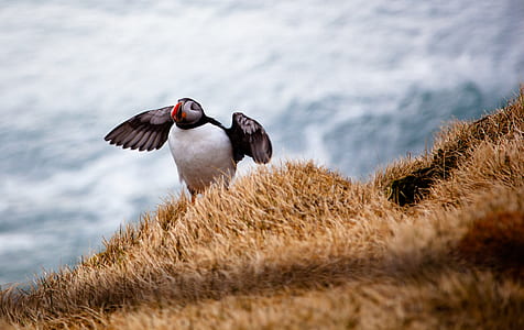 selective focus photography of Atlantic puffin standing on cliff thumbnail