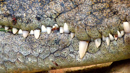 photography of crocodile's teeth thumbnail