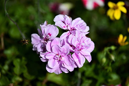 selective focus photography of purple flowers in bloom thumbnail