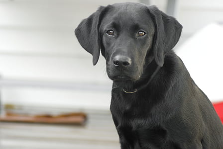 short-coated black dog thumbnail
