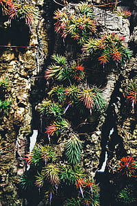 closeup photo of green leaf plants thumbnail