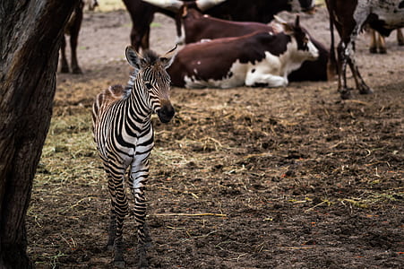 Zebra standing near tree thumbnail