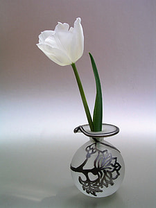 selective focus photo of white tulip flower in clear glass vase thumbnail
