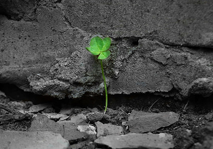 selective color photography of green leaf plant thumbnail