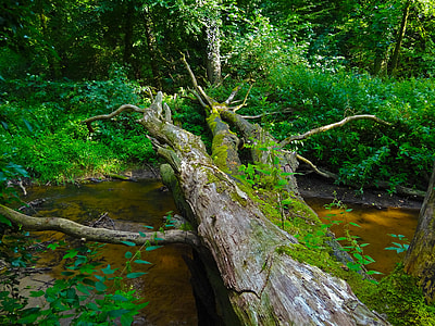 river under leafless tree bridge thumbnail