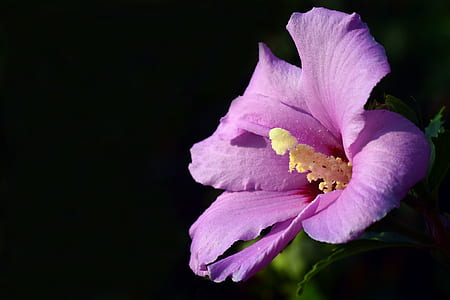 shallow focus photography of purple hibiscus flower thumbnail