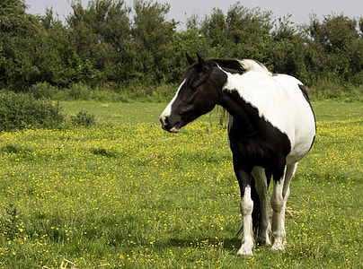 white and black horse on grass field during daytime thumbnail