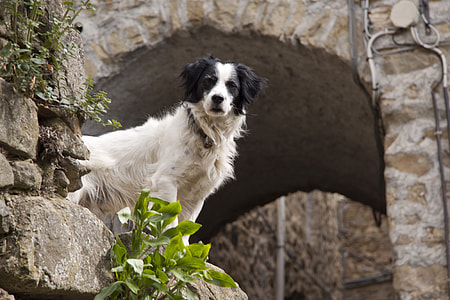 long-coated white and black dog on rocks during daytime thumbnail