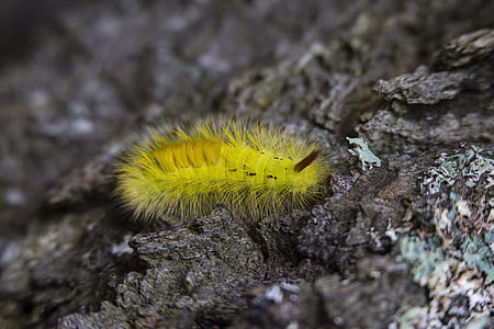 Yellow Tussock Moth Caterpillar on Black Rock Close Up Photography thumbnail