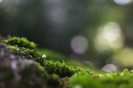 tilt-shift photography of green grass thumbnail