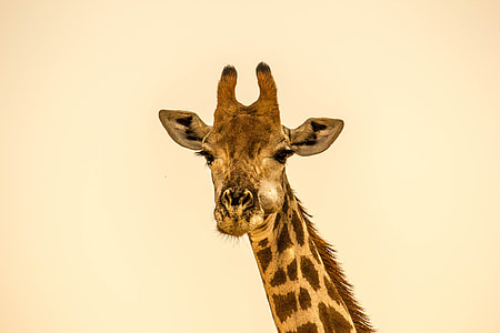 brown giraffe thumbnail