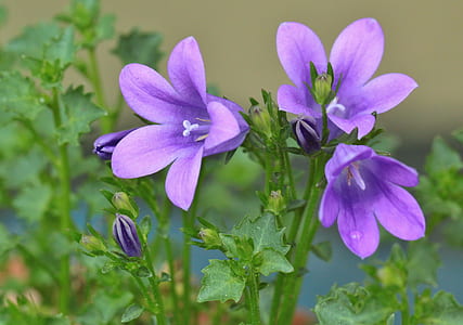purple campanula flowers closeup photo thumbnail