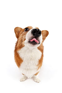 close-up photography of fawn Pembroke Welsh corgi thumbnail