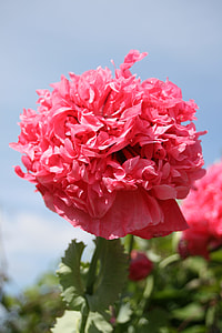 pink flower in field thumbnail