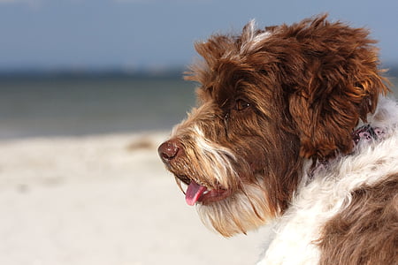 long-coated tan and white dog closeup photography thumbnail