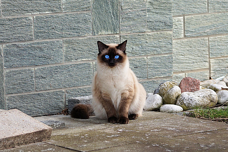 birman cat beside concrete wall thumbnail