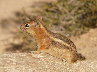 brown squirrel thumbnail