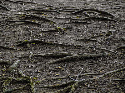 tree roots on soil surface thumbnail