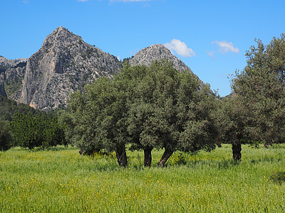 green leaf tree near brown mountain under blue sky thumbnail